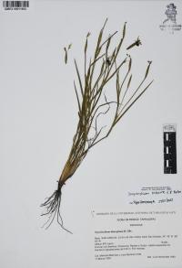 Sisyrinchium biforme image